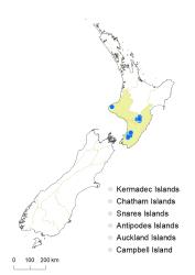 Veronica tetragona subsp. subsimilis distribution map based on databased records at AK, CHR & WELT.
 Image: K.Boardman © Landcare Research 2022 CC-BY 4.0